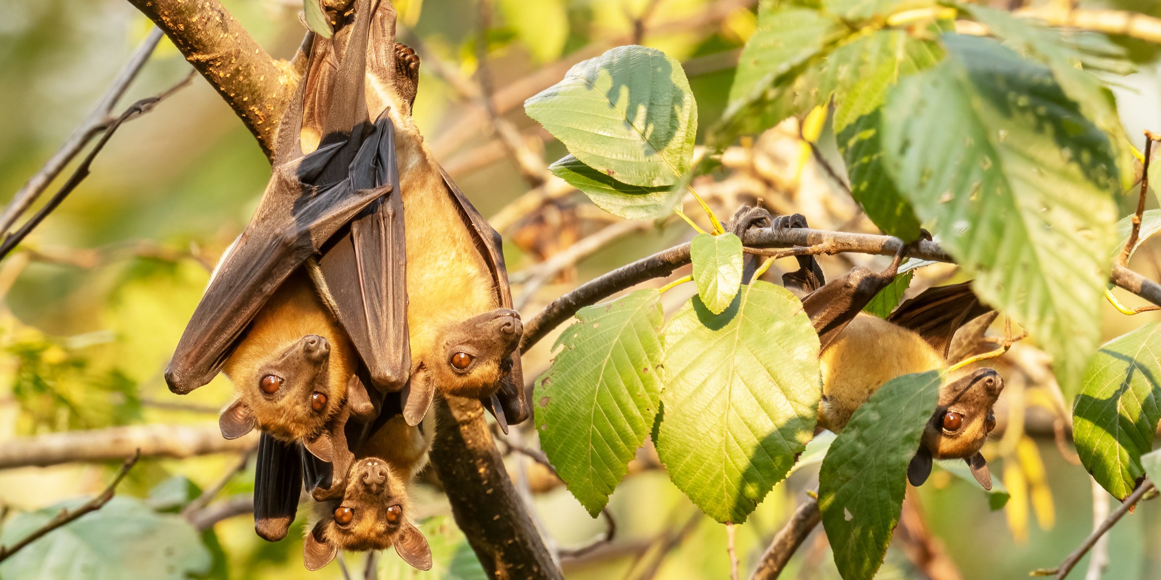 Sambia_flughund_baum_hängend_kasanka_national_park-shutterstock-2076720979.jpg