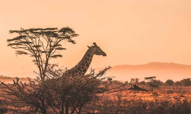 der Herbst und die Zeit vor Weihnachten bieten Ihnen die perfekte Gelegenheit, noch einmal Kraft zu tanken und Erinnerungen zu sammeln. Jetzt ist der Moment Ihren Plan für eine Reise ins Herz Afrikas in die Tat umzusetzen! - Jetzt ist Zeit für Ihre Traumreise nach Afrika