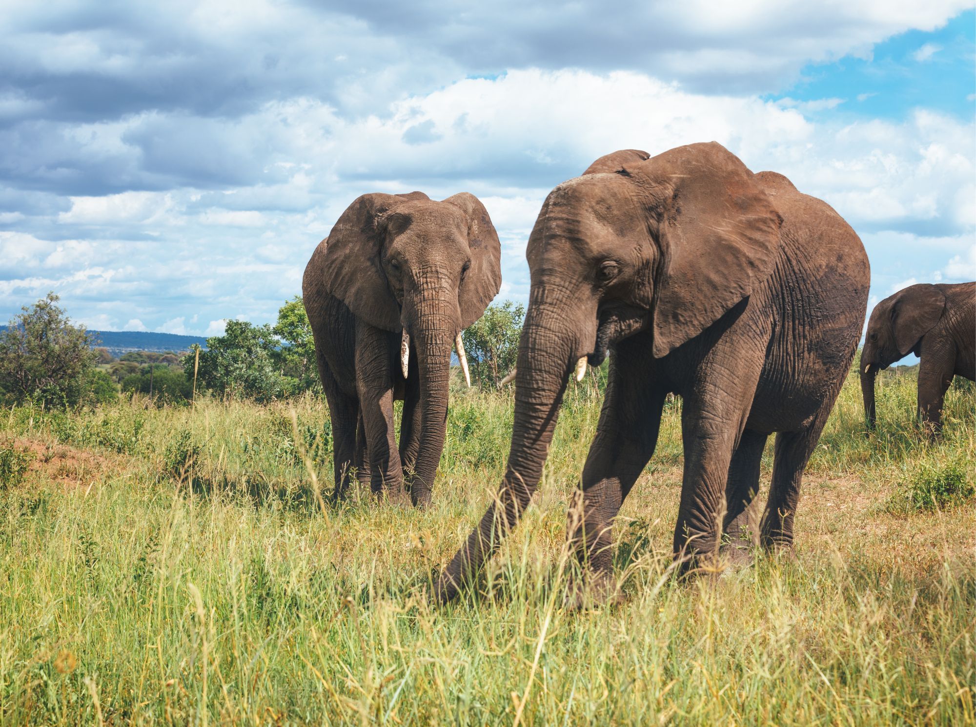 Tarangire-Nationalpark