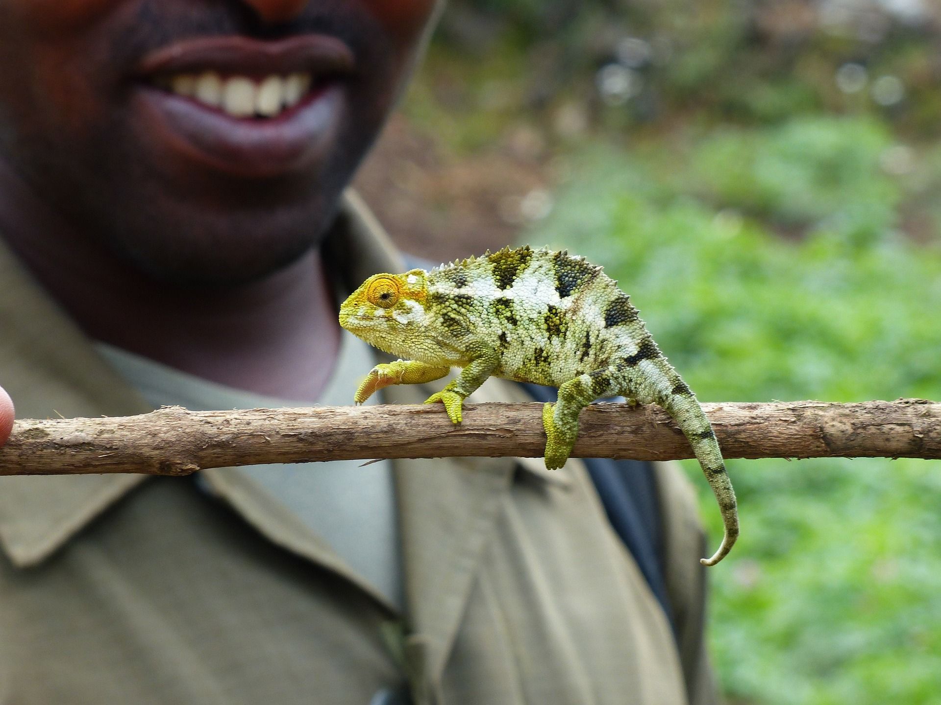 Chamäleon in Ruanda