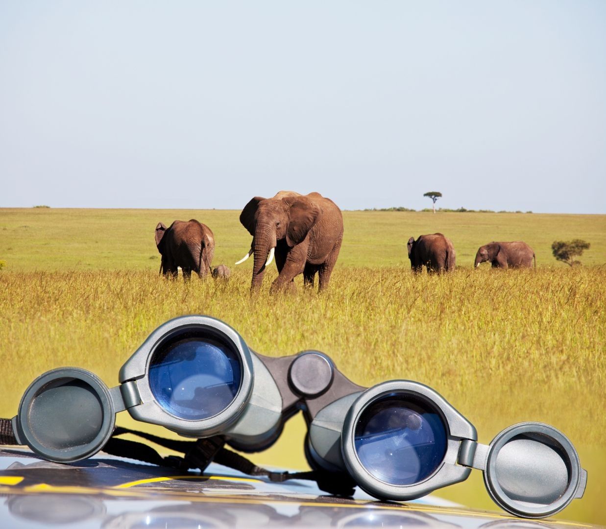 Unterwegs - praktische Begleiter für die Safari