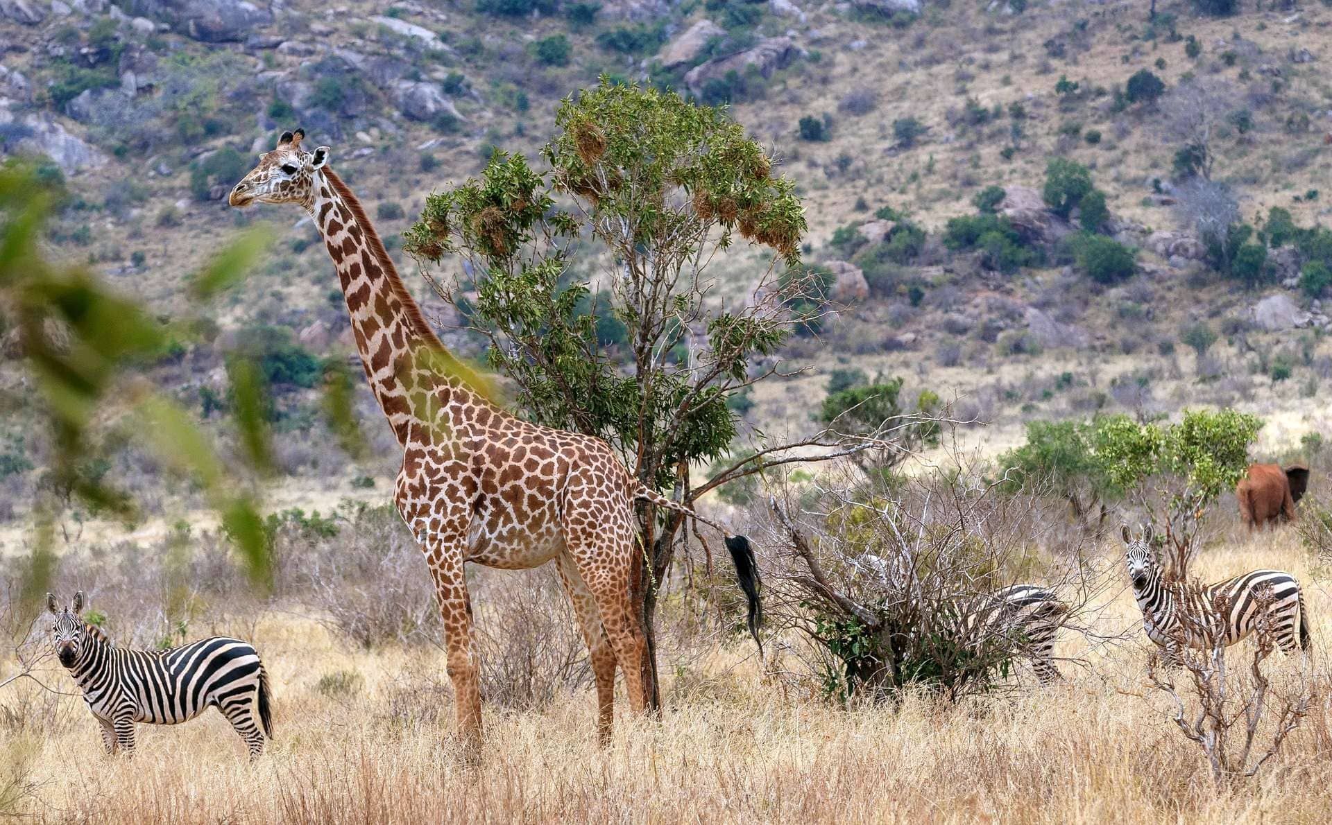 Giraffe mit Zebras in Kenia