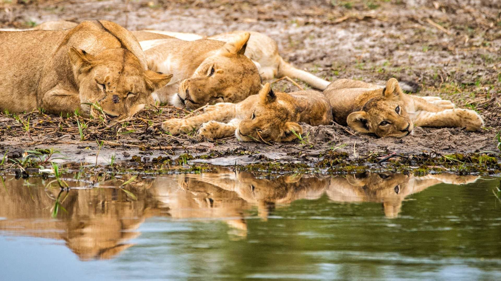Löwenfamilie in Botswana