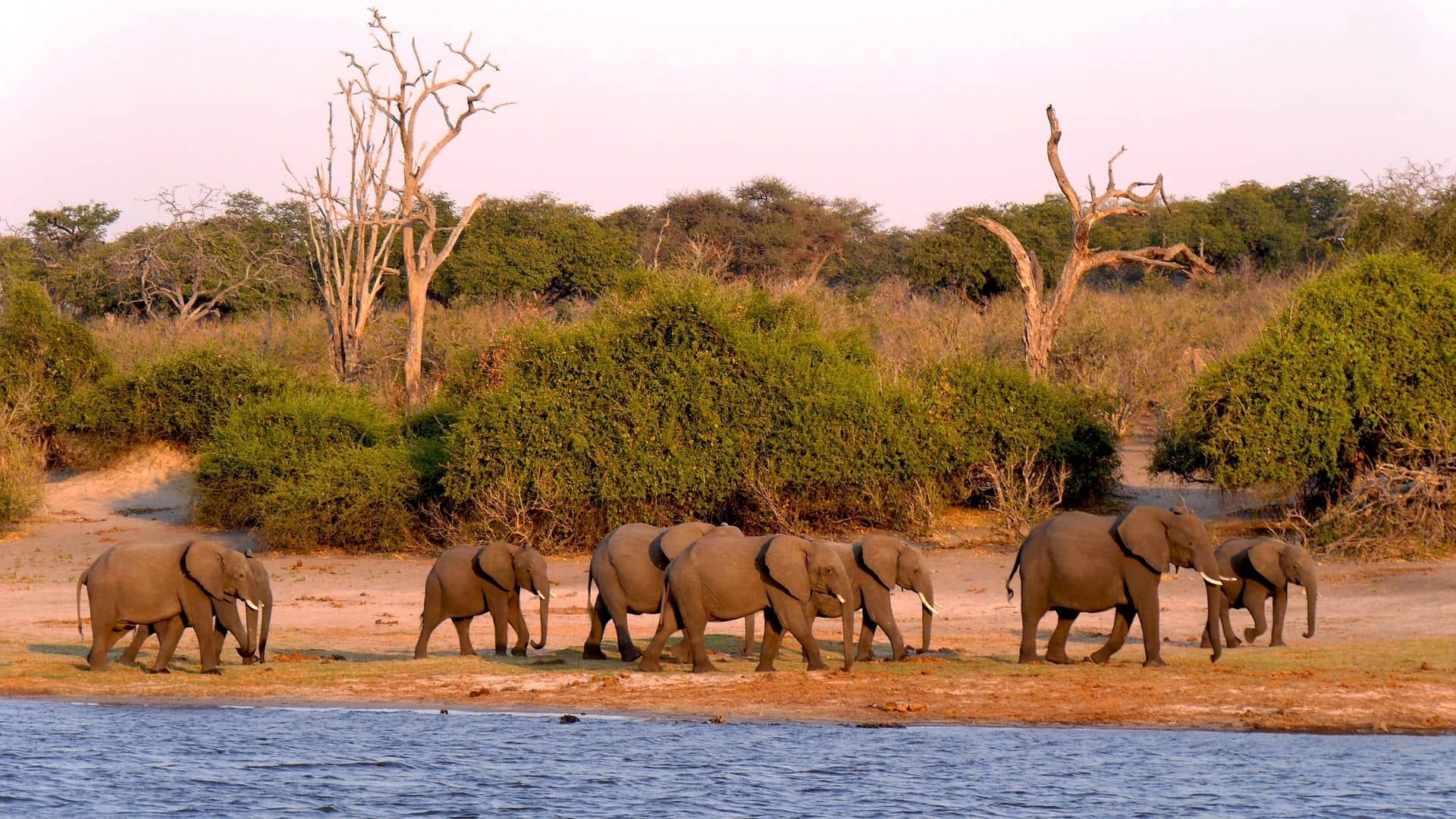 Botswana - Besondere Tiererlebnisse