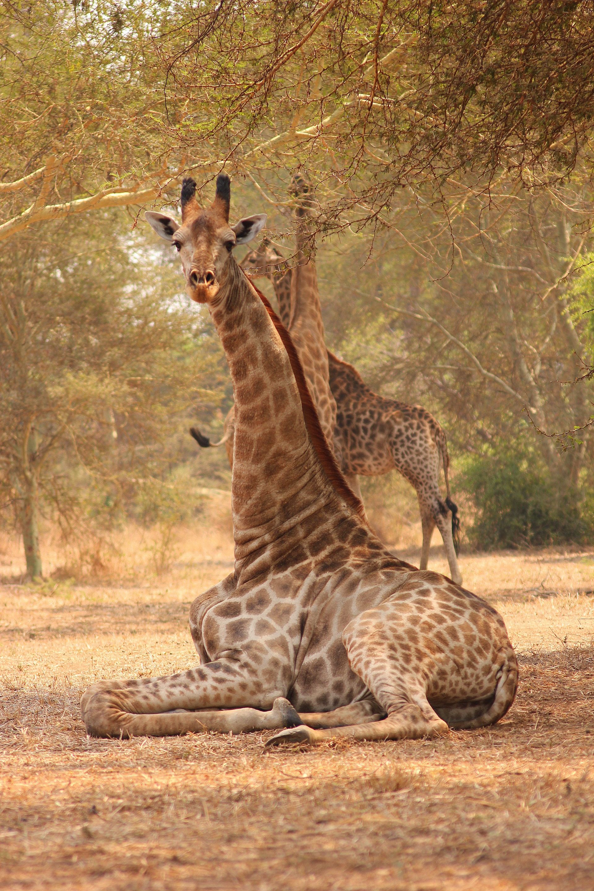 Giraffe in Malawi