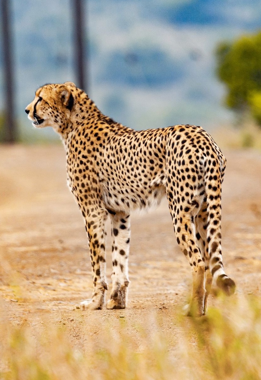 Kenia-Gepard_PIXABAY.jpg