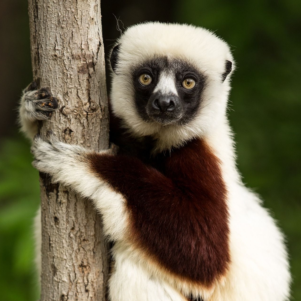 Bildergalerie - Eindrücke von Madagaskar