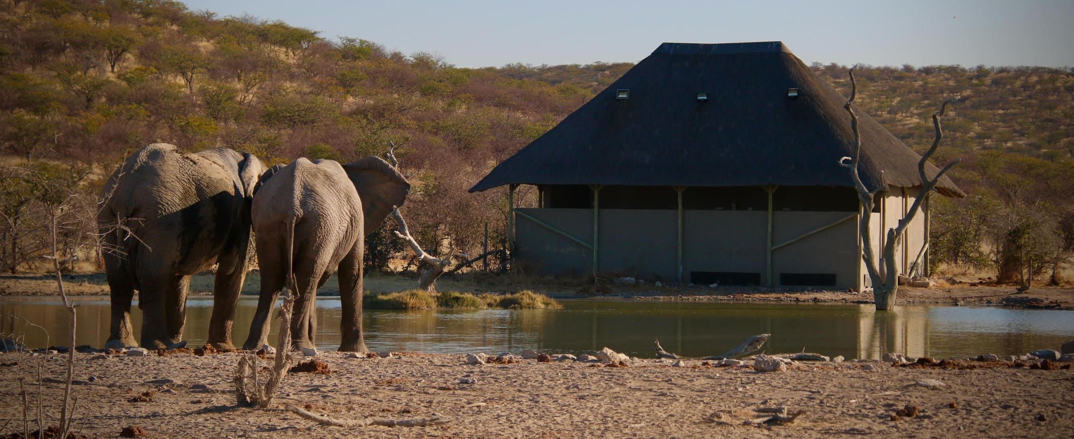 Safarihoek Lodge Elephants at the hide