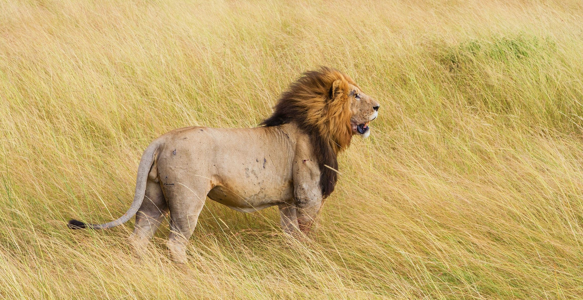 Ein Löwe in Namibia