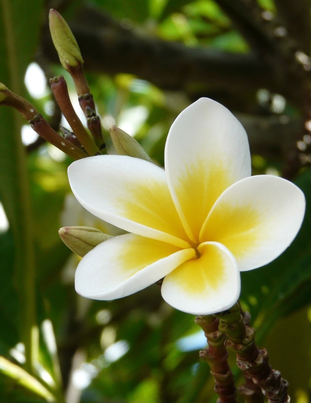 Blume aus Mauritius
