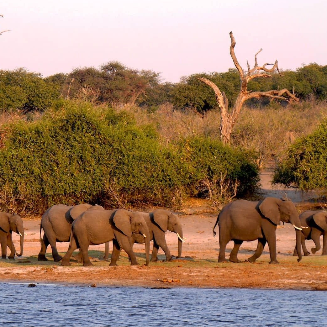 Botswana - Besondere Tiererlebnisse