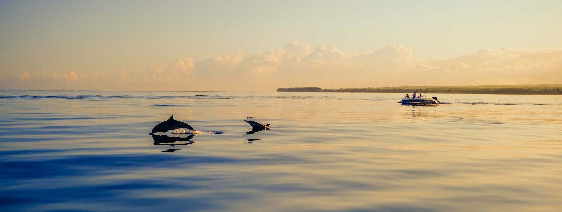 Delfinwatching auf Mauritius