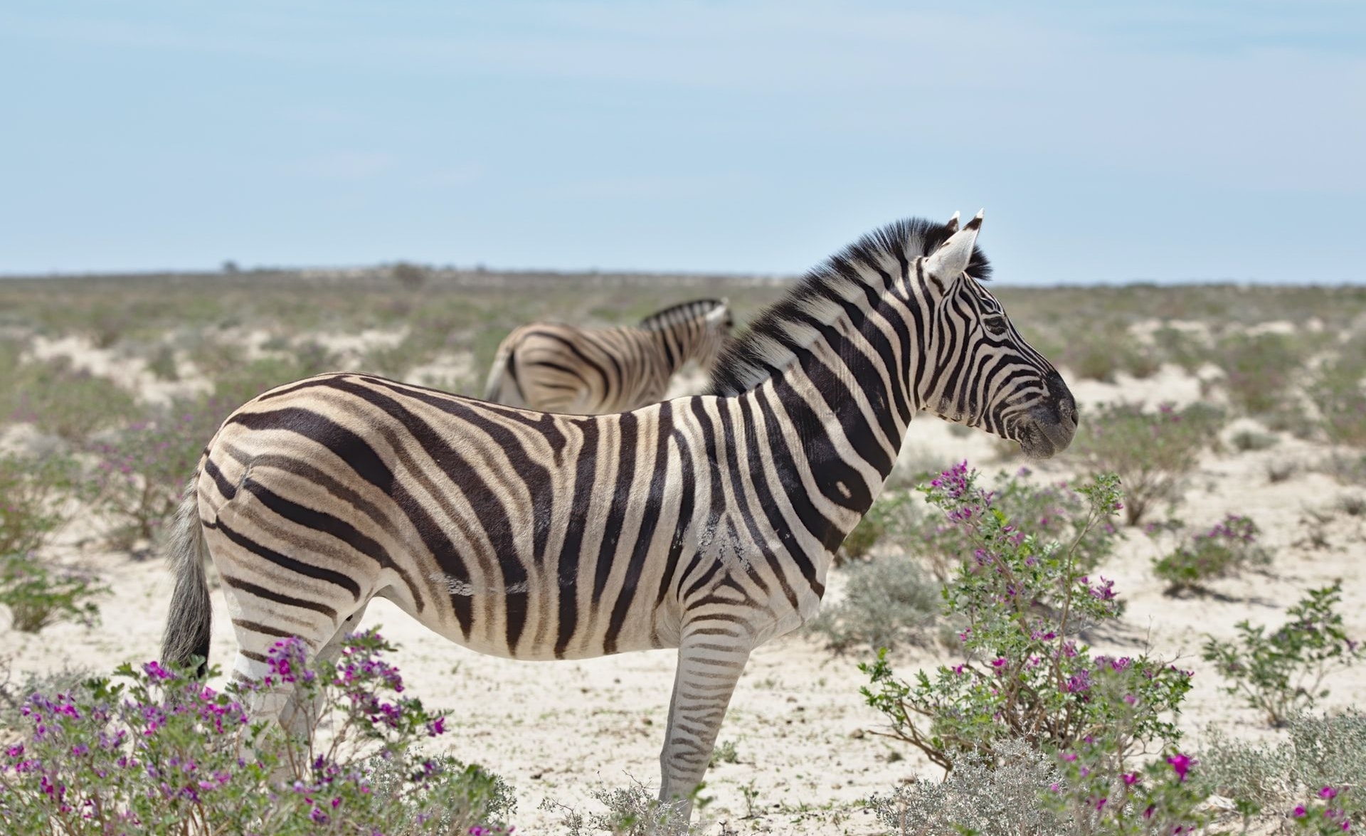 Ein Zebra in Afrika