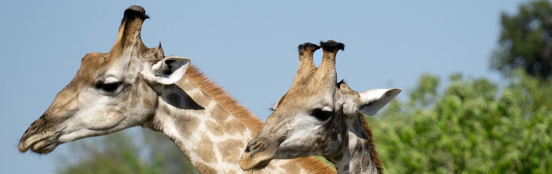 simbabwe-Giraffe-g1c0deb4ca_1920-Pixabay.jpg