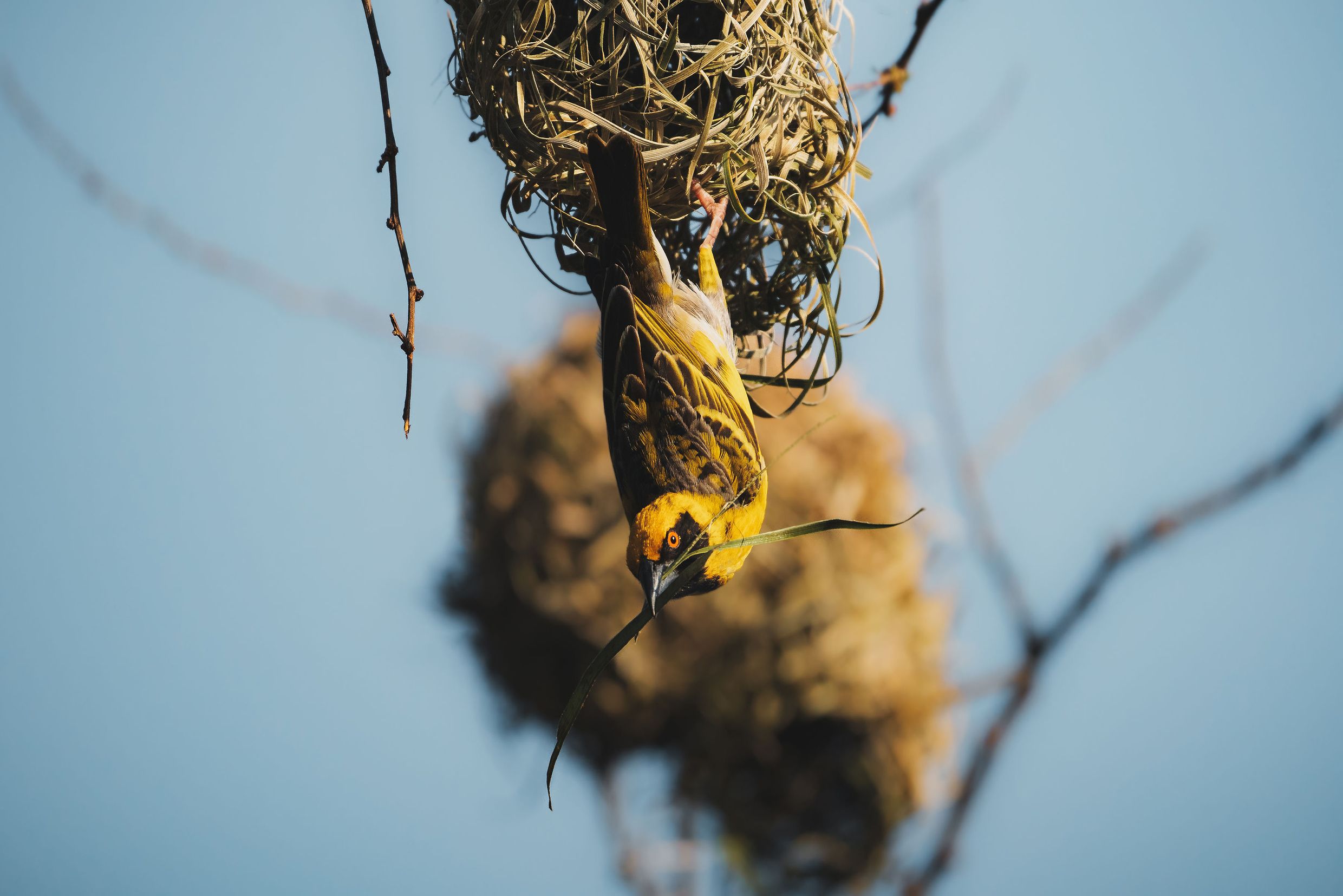 faune_terrestre76_oiseau_belier_CREDIT_IRT_Clarissedethoisy_dts_10_2025.jpg