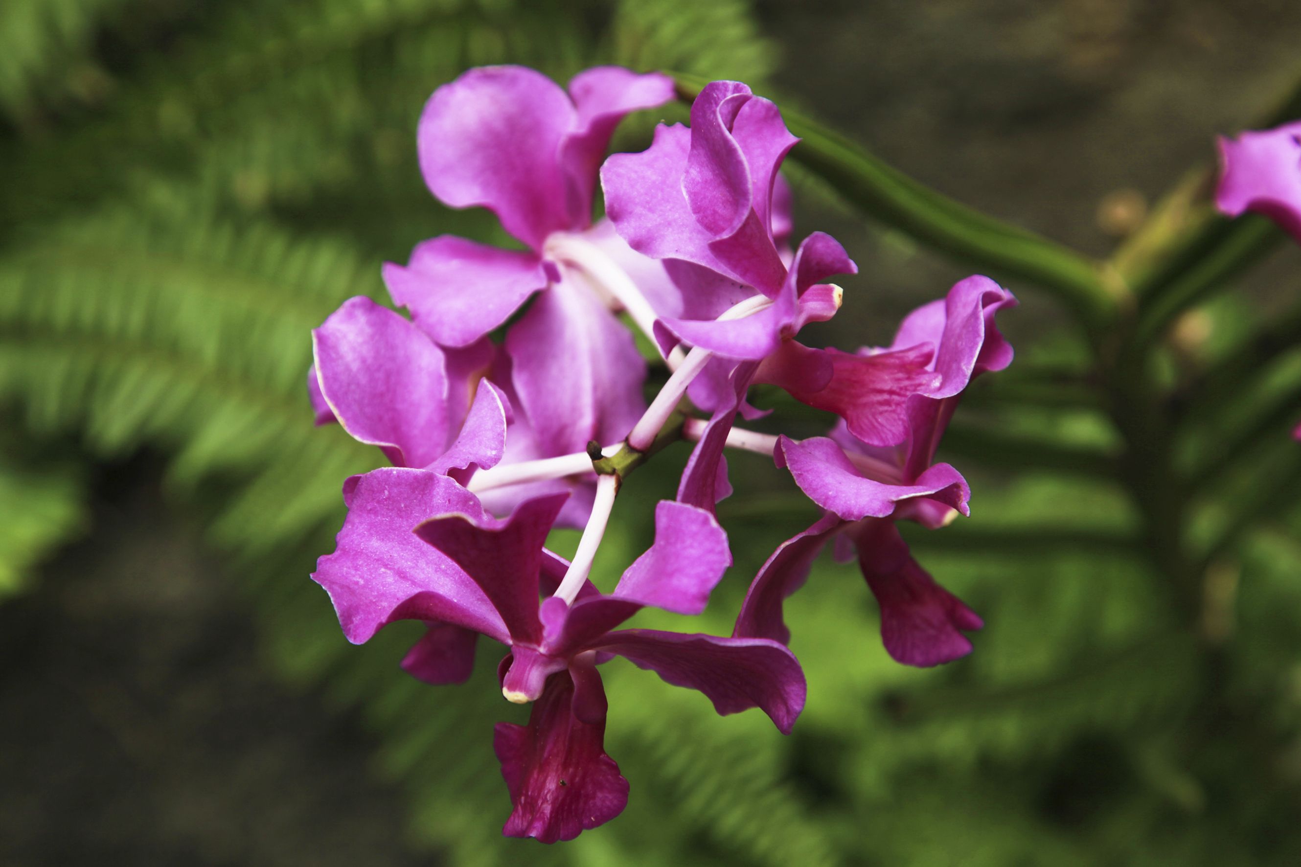 fleurs75_orchidee_-_CREDIT_IRT_-_emmanuel_virin.jpg