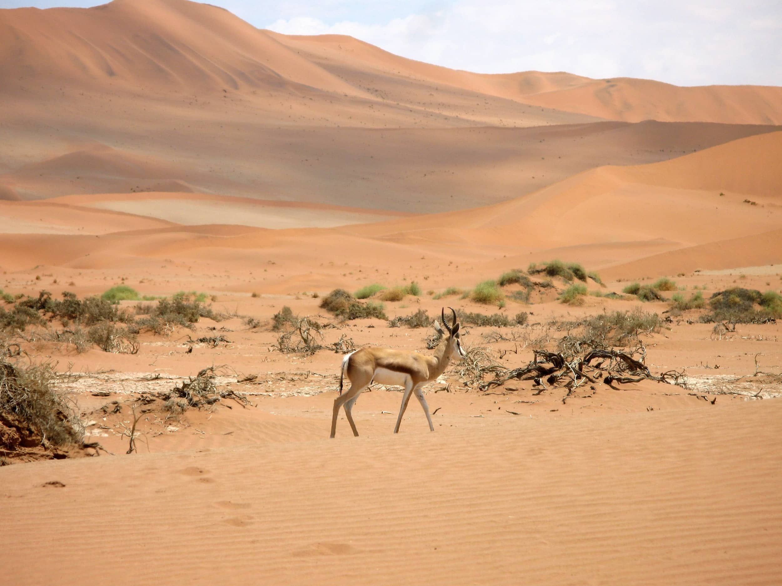 Namibia - Echte Naturwunder