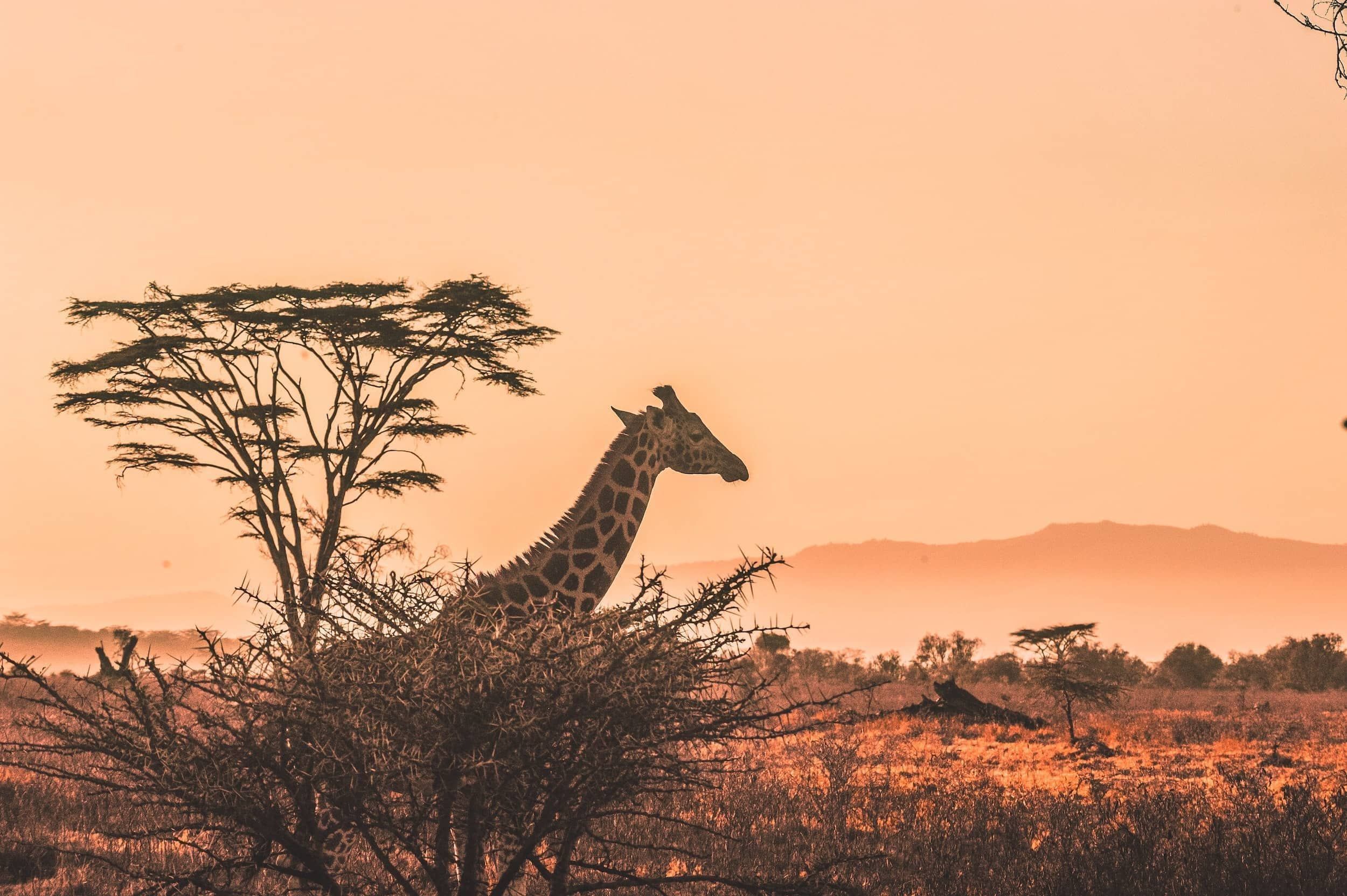 Kenia - Ein Land voller Vielfältigkeit