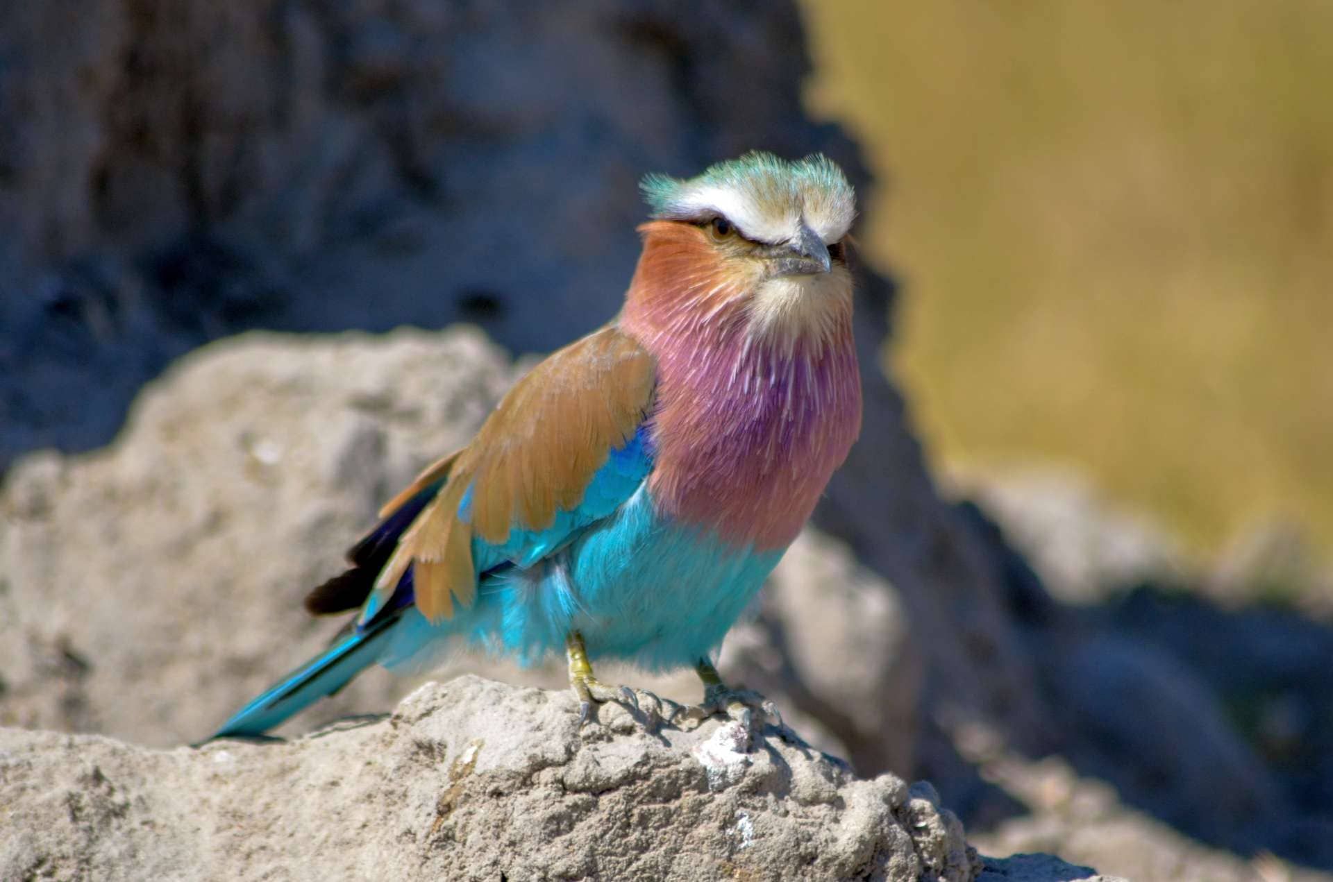 Bunter Vogel in Botswana