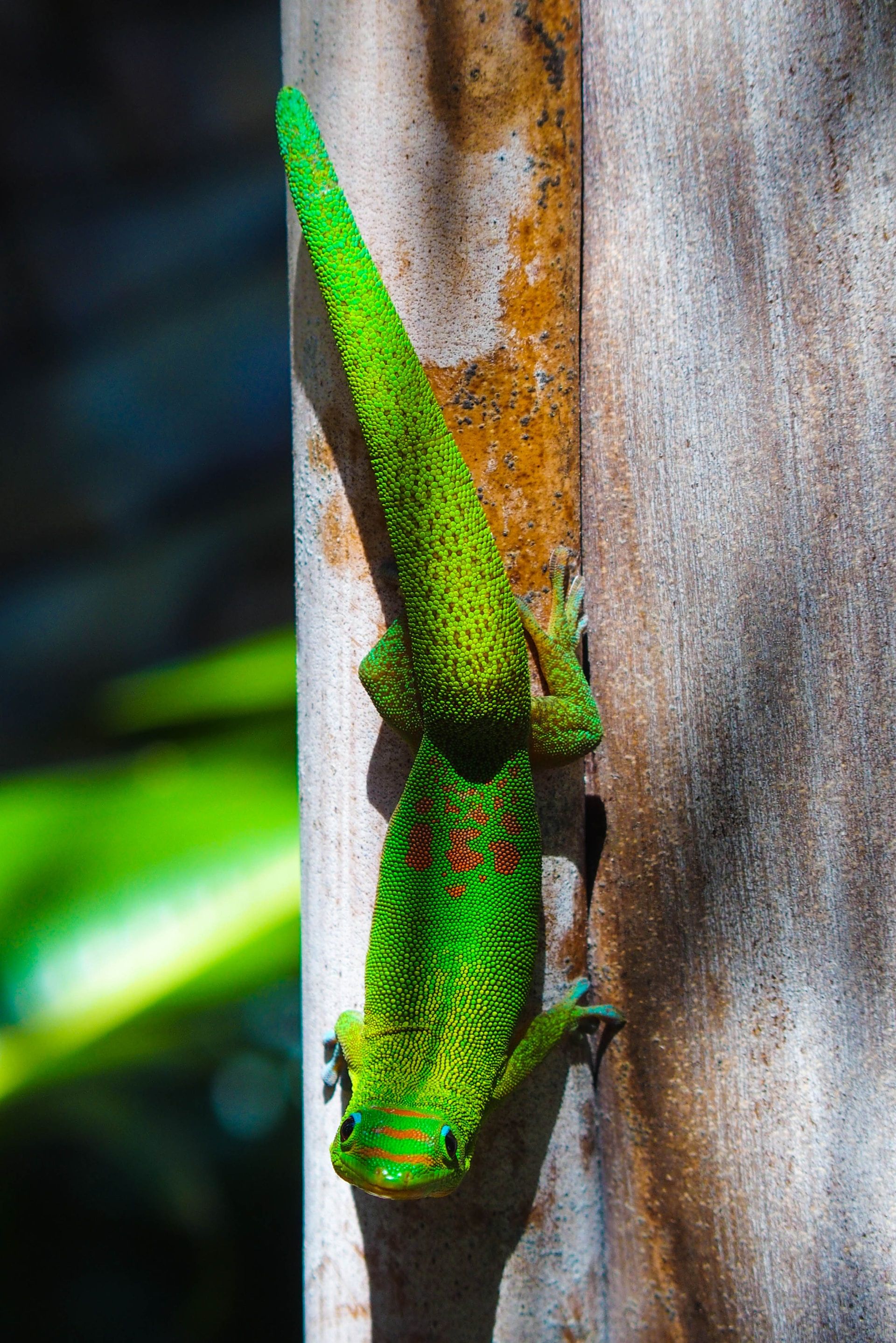 Gecko aus La Reunion