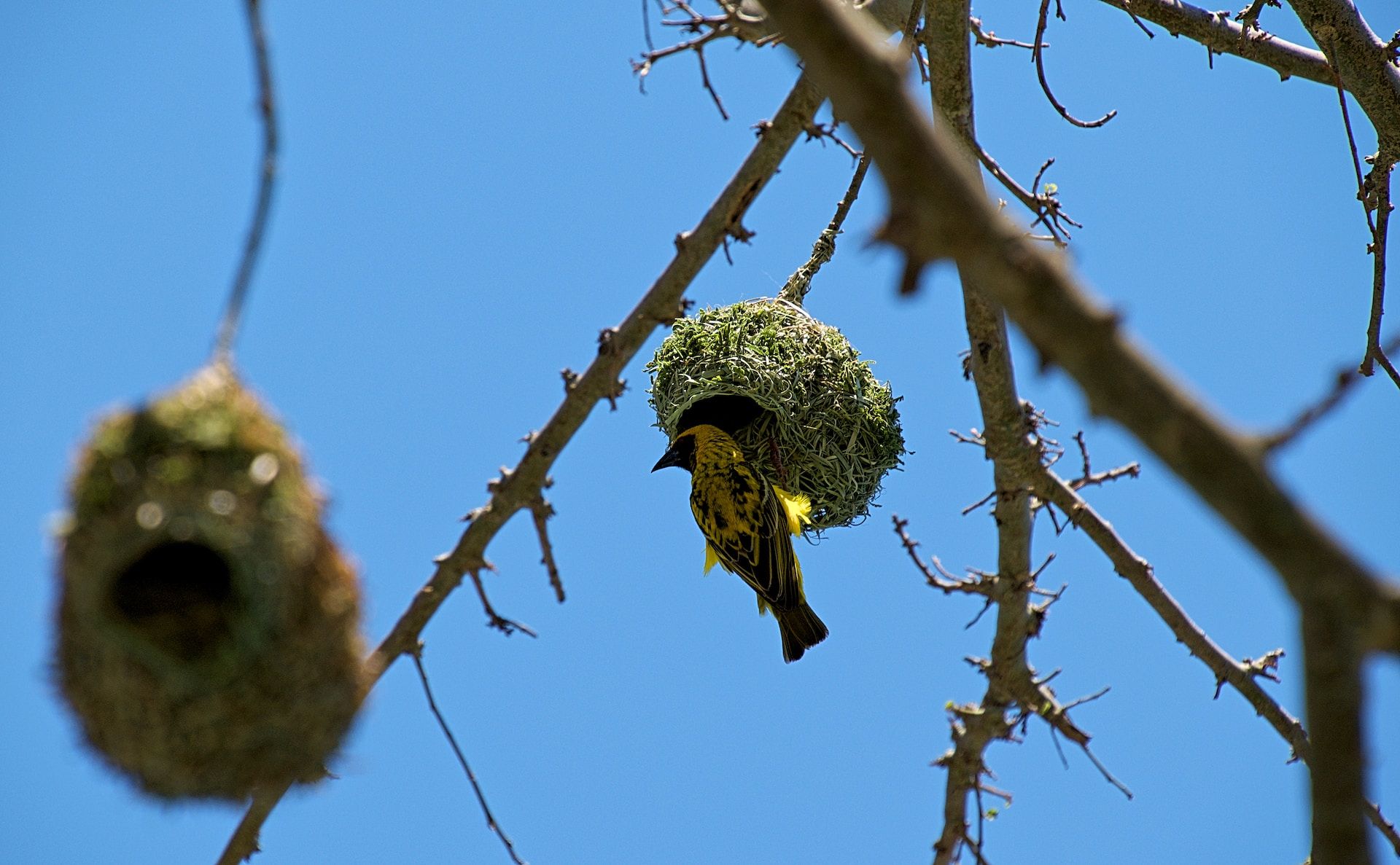 der Webervogel mit seinem Nest