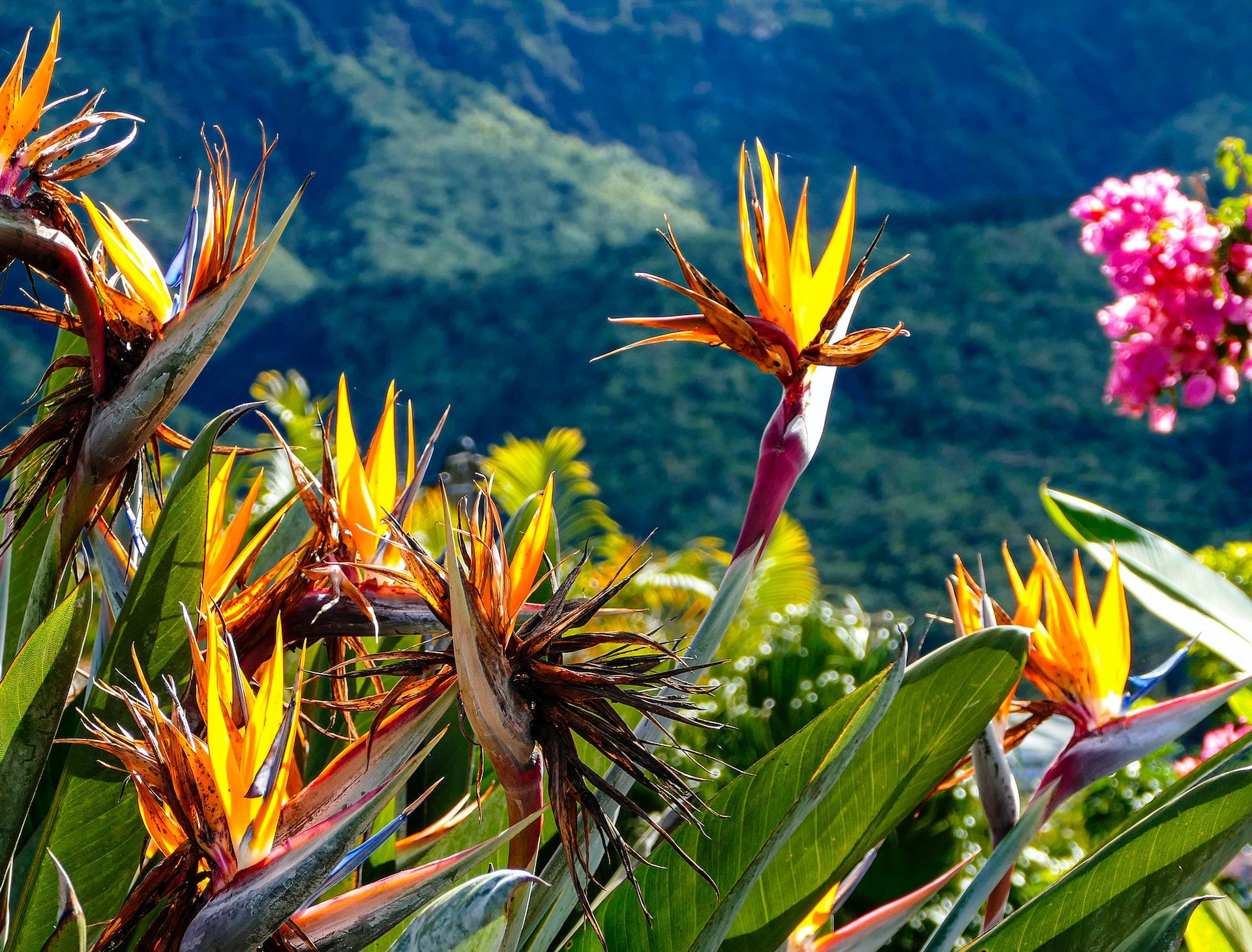 Blumen in La Reunion