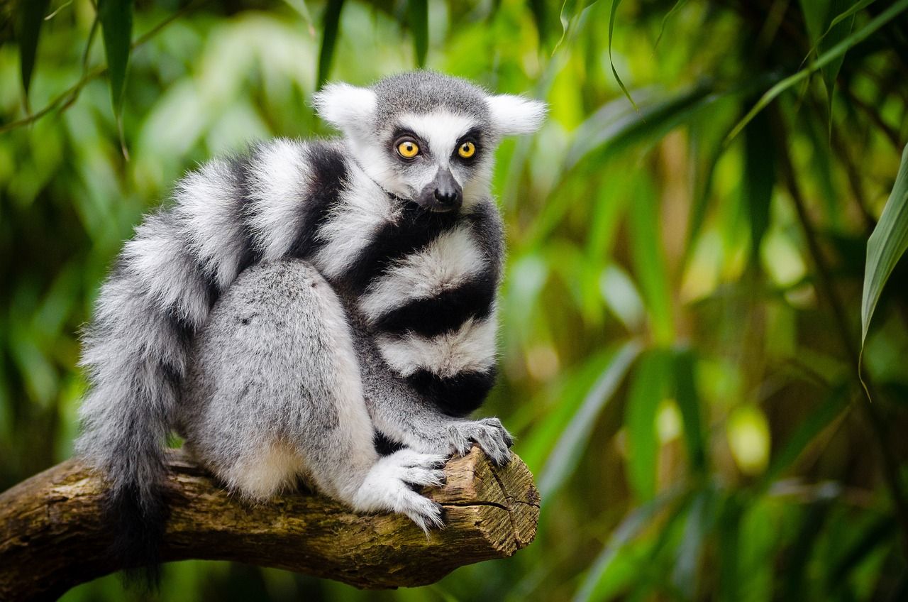 Madagaskar  - Das Land der Lemuren