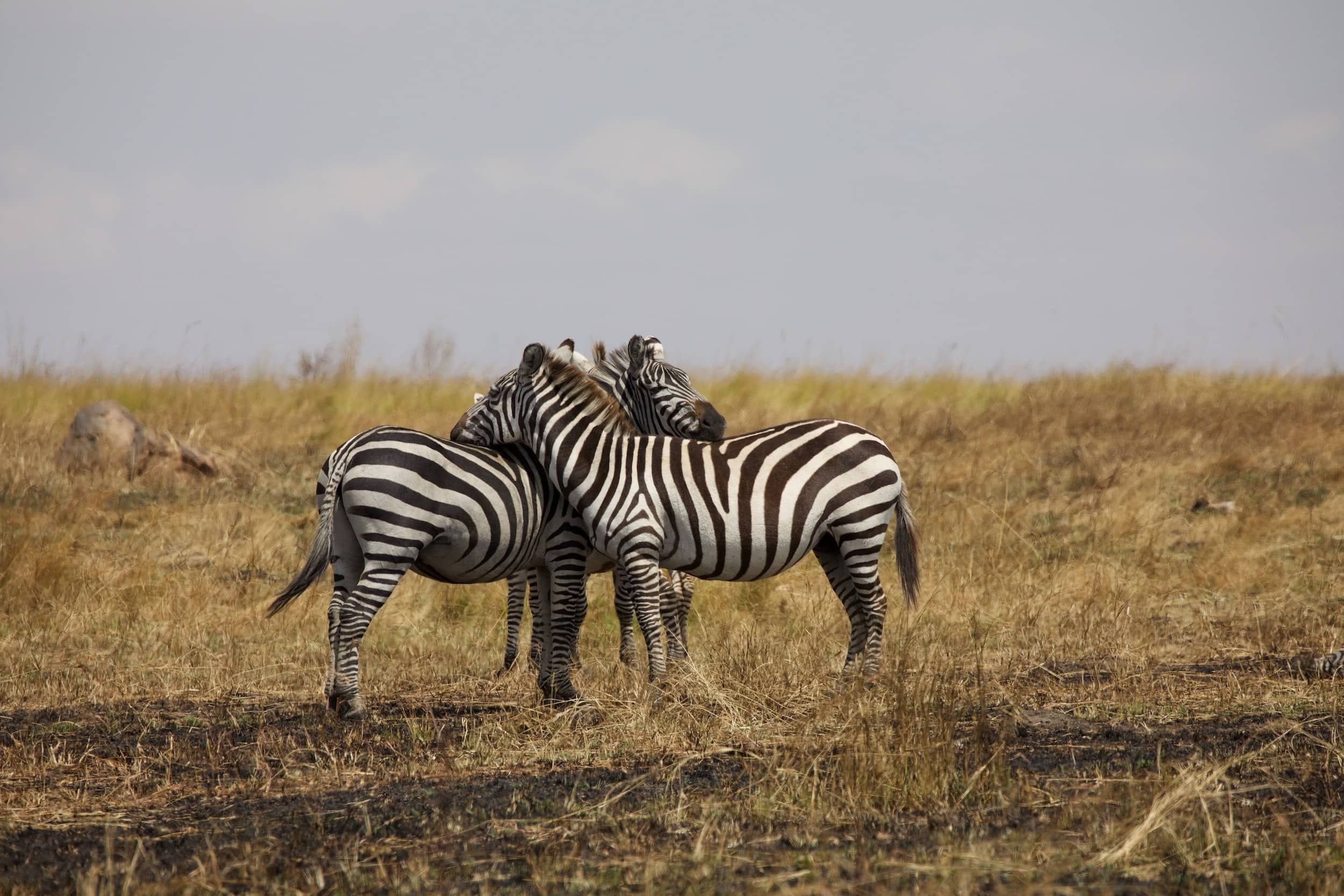 Tansania - Safari-Abenteuer