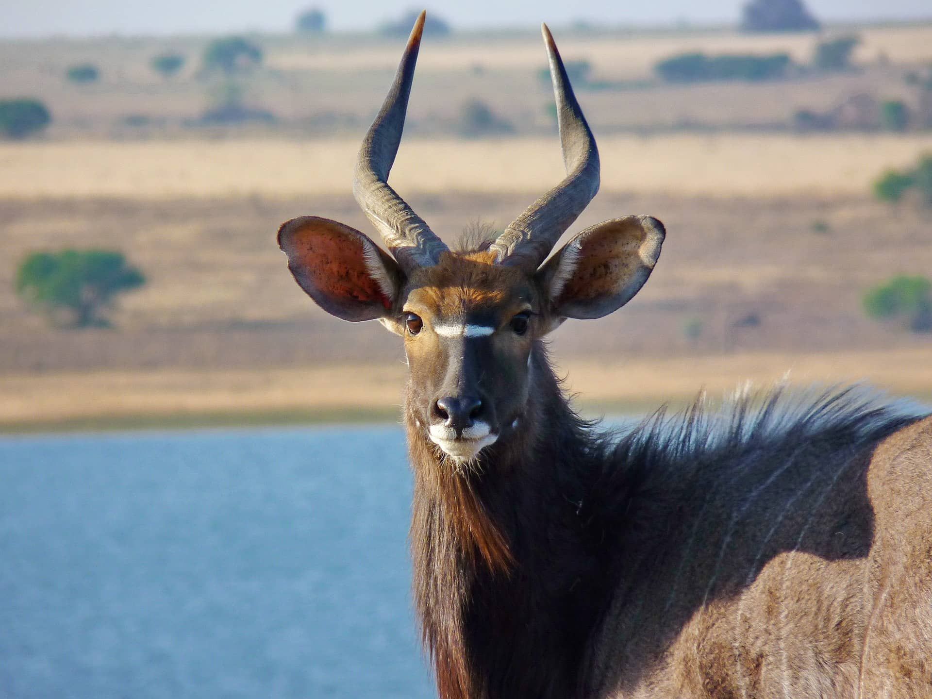 Antilope am Wasserloch in Südafrika