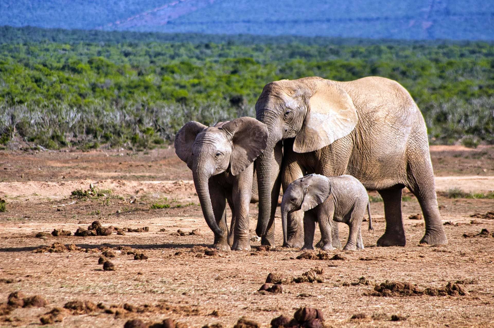 Elefanten Familie in Südafrika