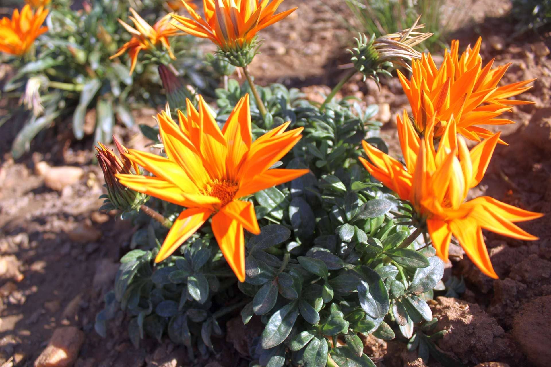 Blume in Namibia