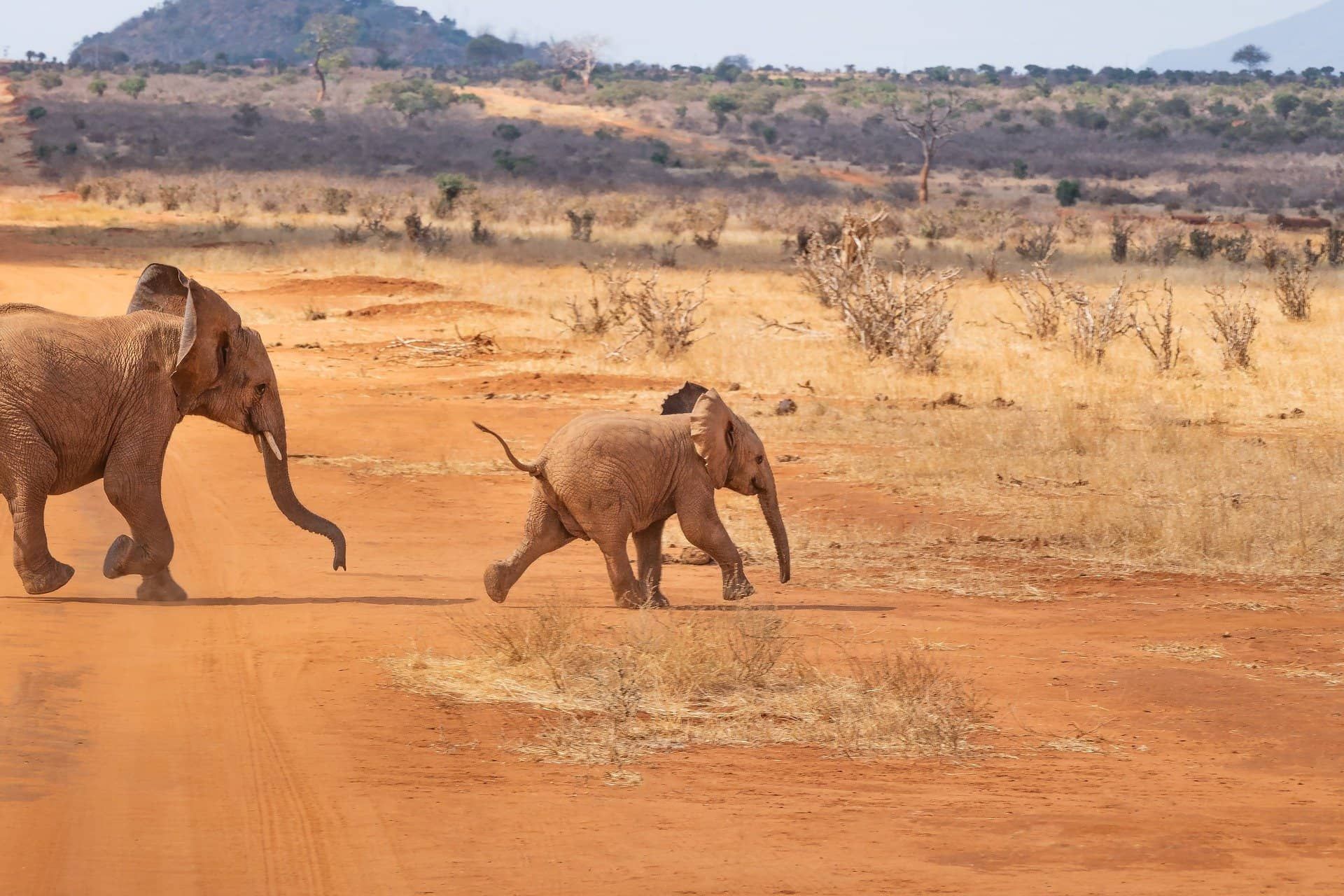 Laufende Elefanten in Kenia