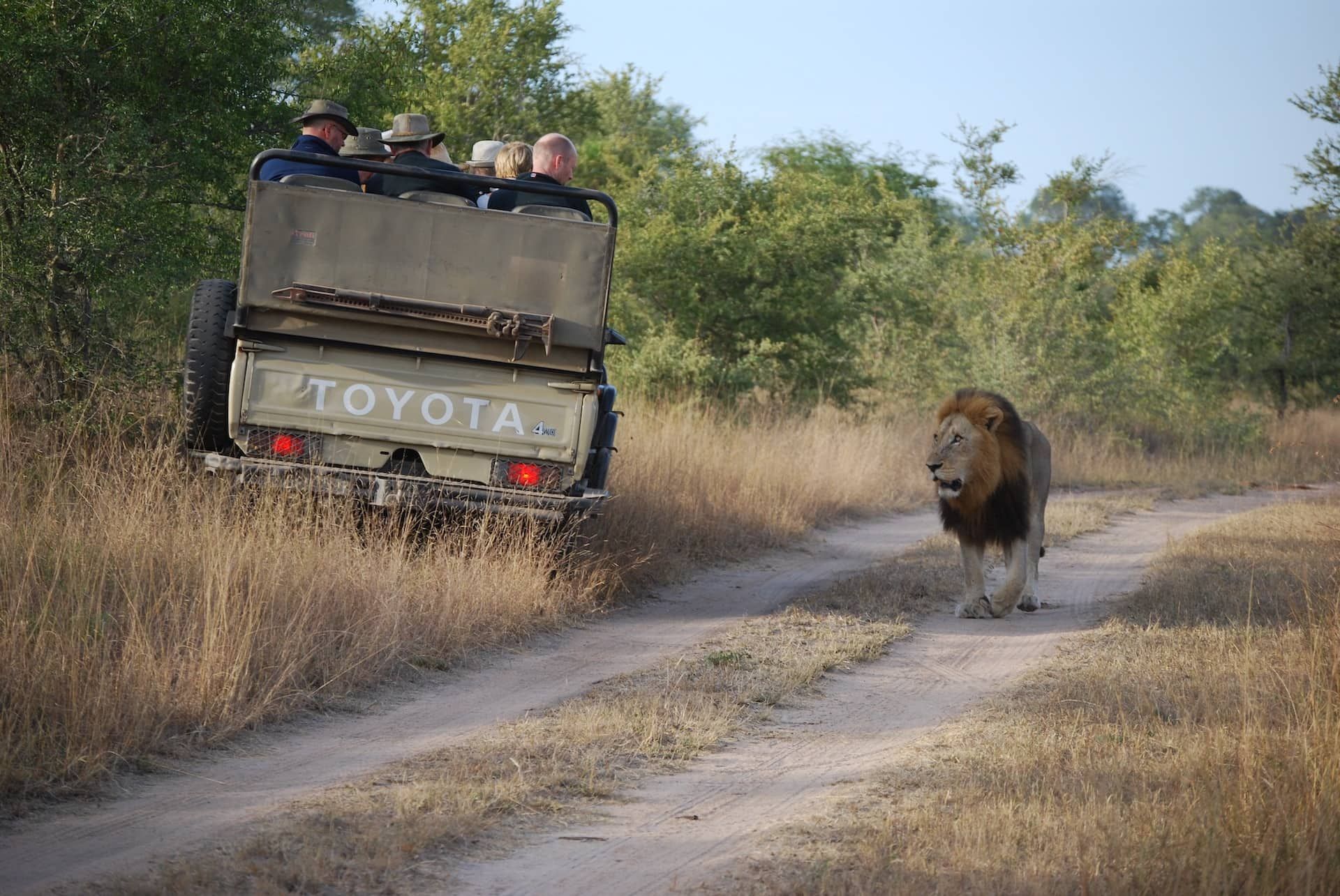 Löwe auf Safari in Tansania