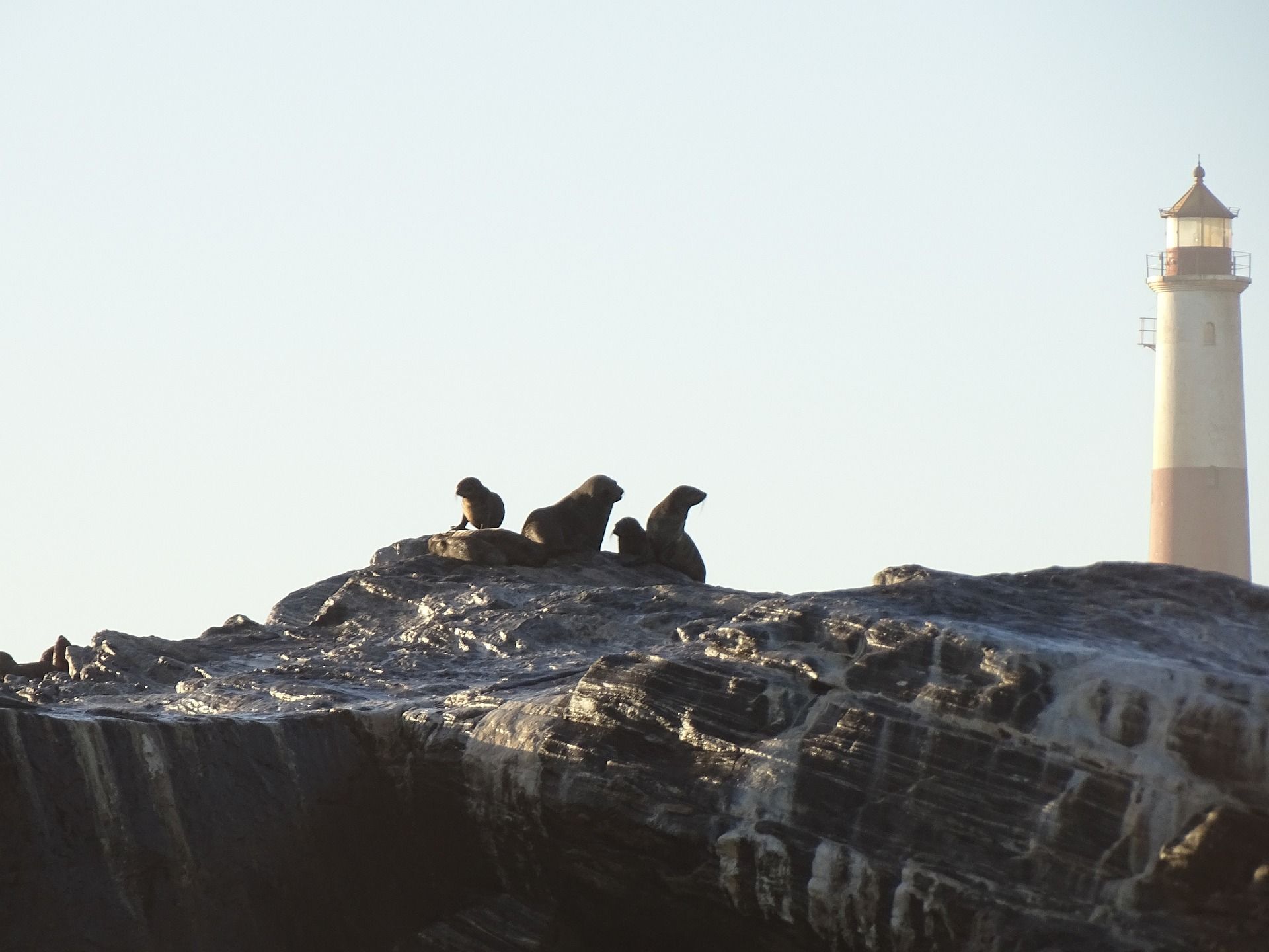 seals-4405462_1920.jpg