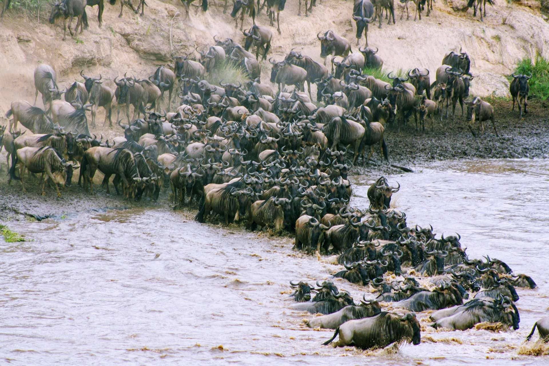 The great Migration in Kenia