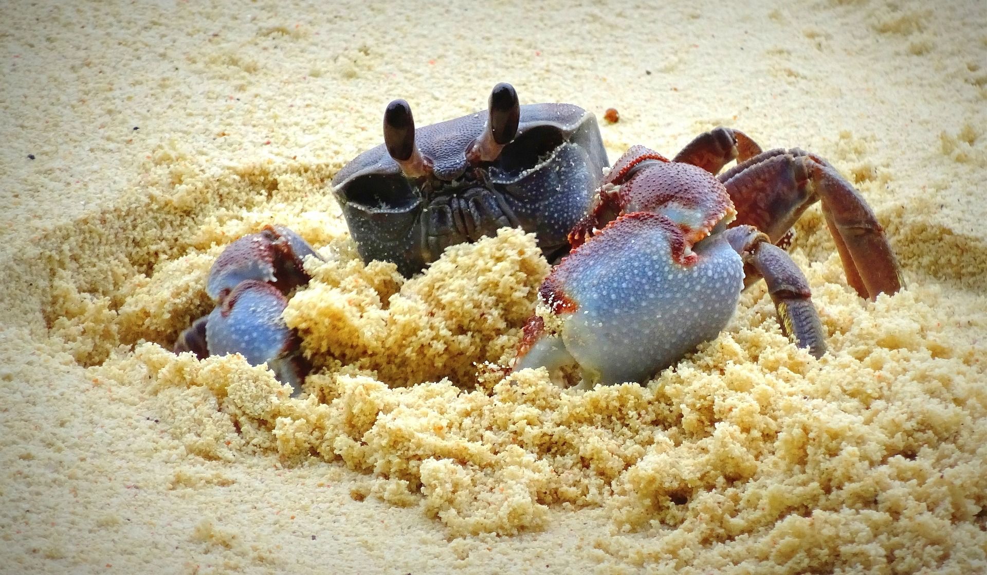 Eine Krabbe im Sandstrand der Seychellen 