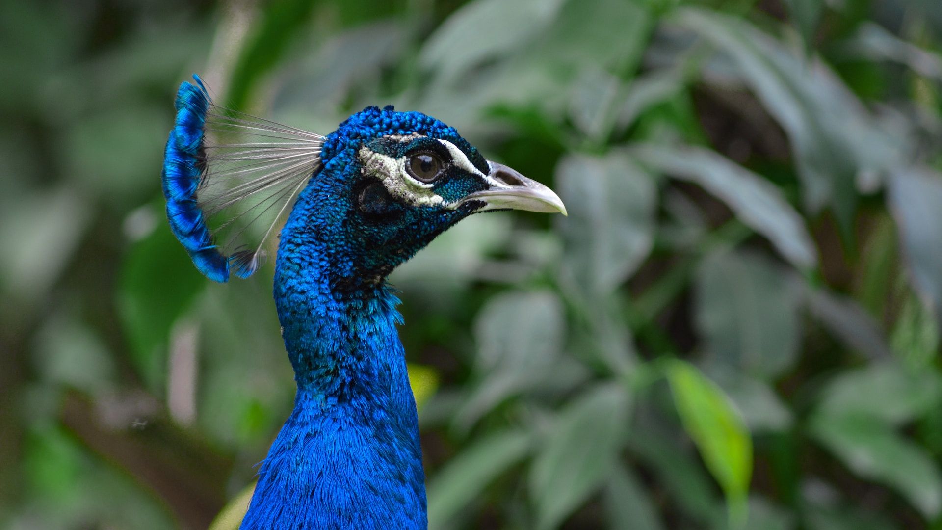 Pfau auf Mauritius